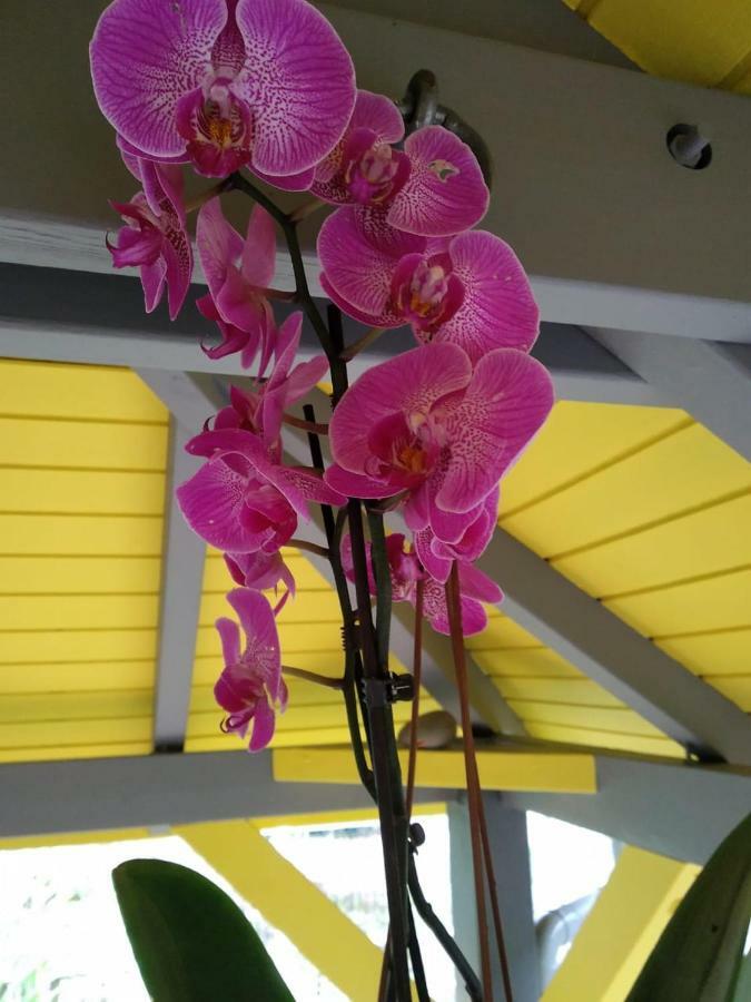Ti Kaz En Bois Villa Sainte-Rose Ngoại thất bức ảnh