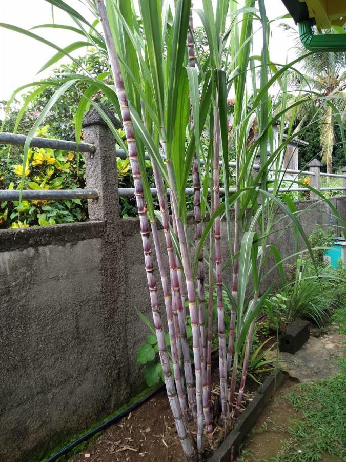 Ti Kaz En Bois Villa Sainte-Rose Ngoại thất bức ảnh