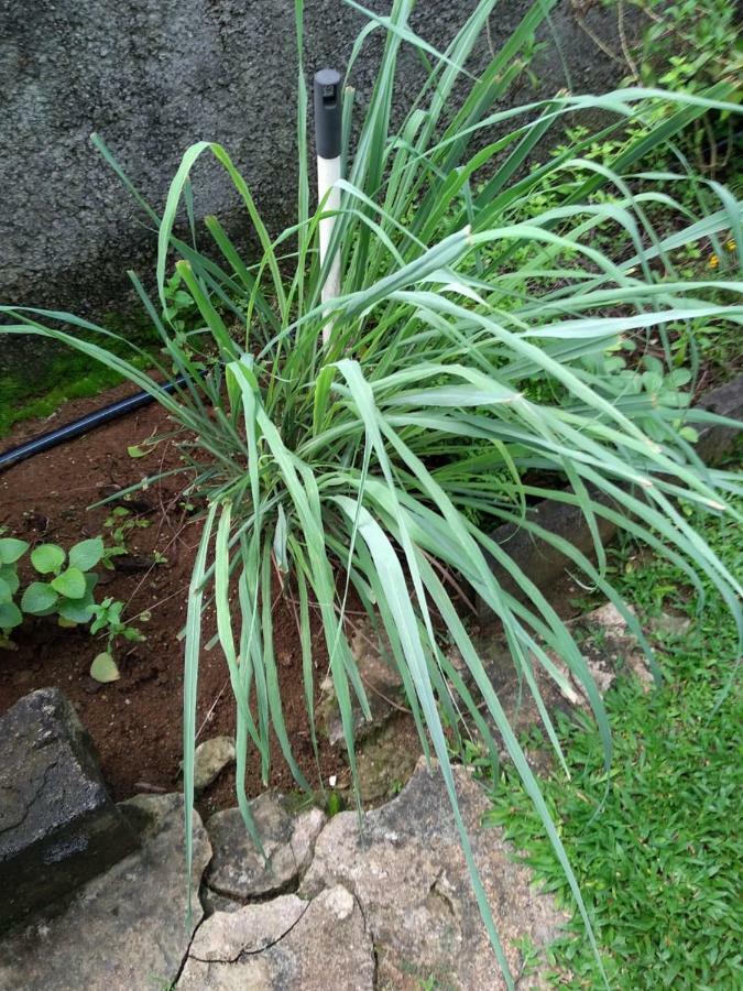Ti Kaz En Bois Villa Sainte-Rose Ngoại thất bức ảnh